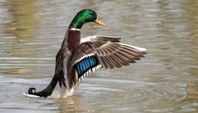photo: Colvert