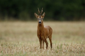 photo: Chevreuil  d'Europe