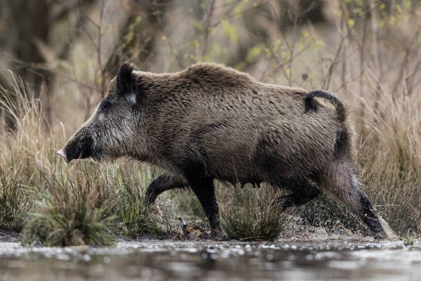 photo: Sanglier