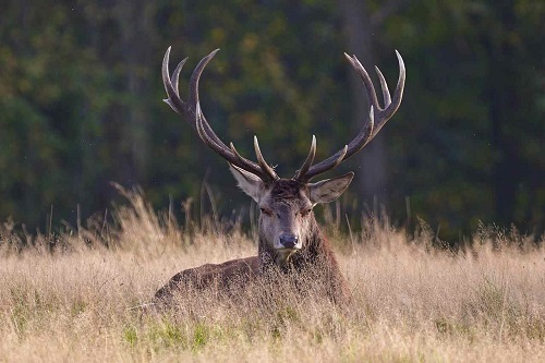 photo: Cerf élaphe