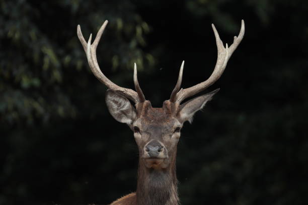 photo cerf