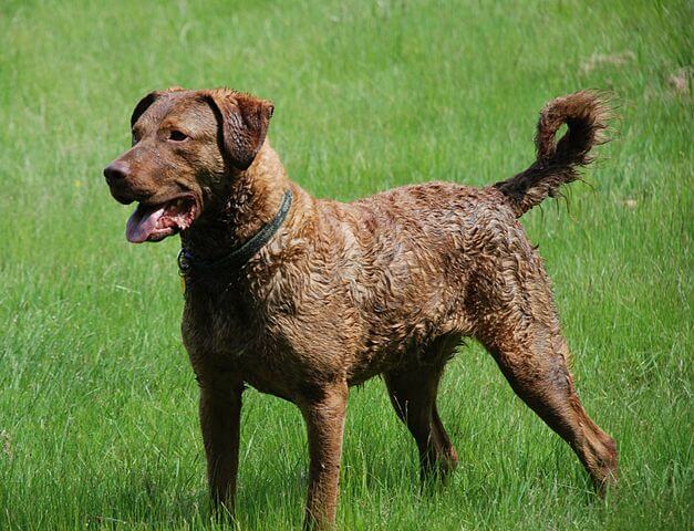 photo chien: Retrievers Chesapeake