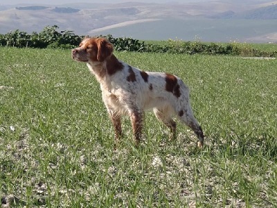 pohoto chiens