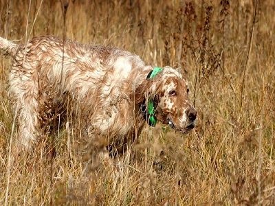 pohoto chiens