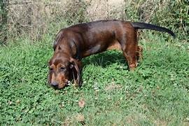 photo chien