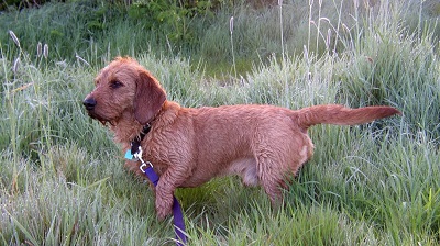 photo chien: Basset fauve de Bretagne