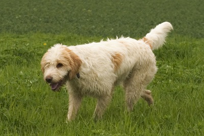 photo chien: Le Briquet Griffon Vendéen