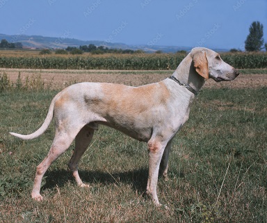 photo chien: Billy