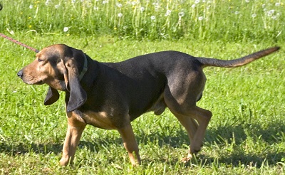 photo chien: Le Bruno du Jura