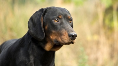 photo chien: Le Chien Courant Slovaque