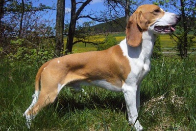 photo chien: Le Chien Courant Suisse