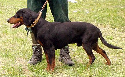 photo chien: Chien courant Slovaque