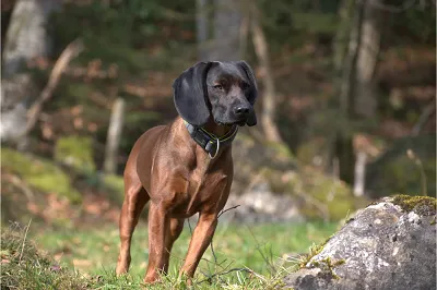 photo chien