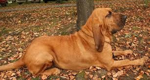 photo chien: Chien de Saint-Hubert