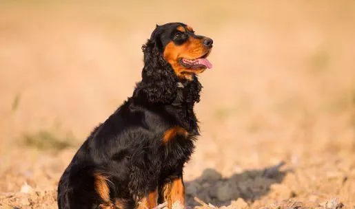 photo chien: Springer Anglais