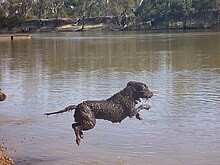 photo chien: Le Curly