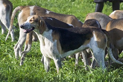 photo chien: Français Tricolore