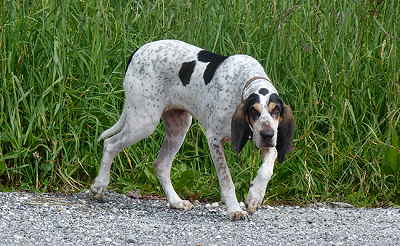 photo chien: Le Gascon Saintongeois