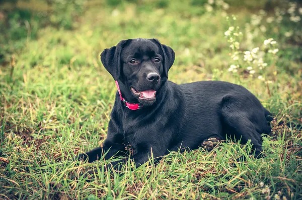 photo chien: Retrievers Labrador