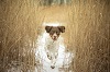 logo chien