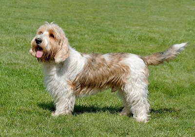 photo chien: Petit basset griffon vendéen
