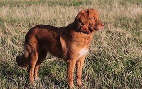 photo chien: Rétriever de la Nouvelle Ecosse
